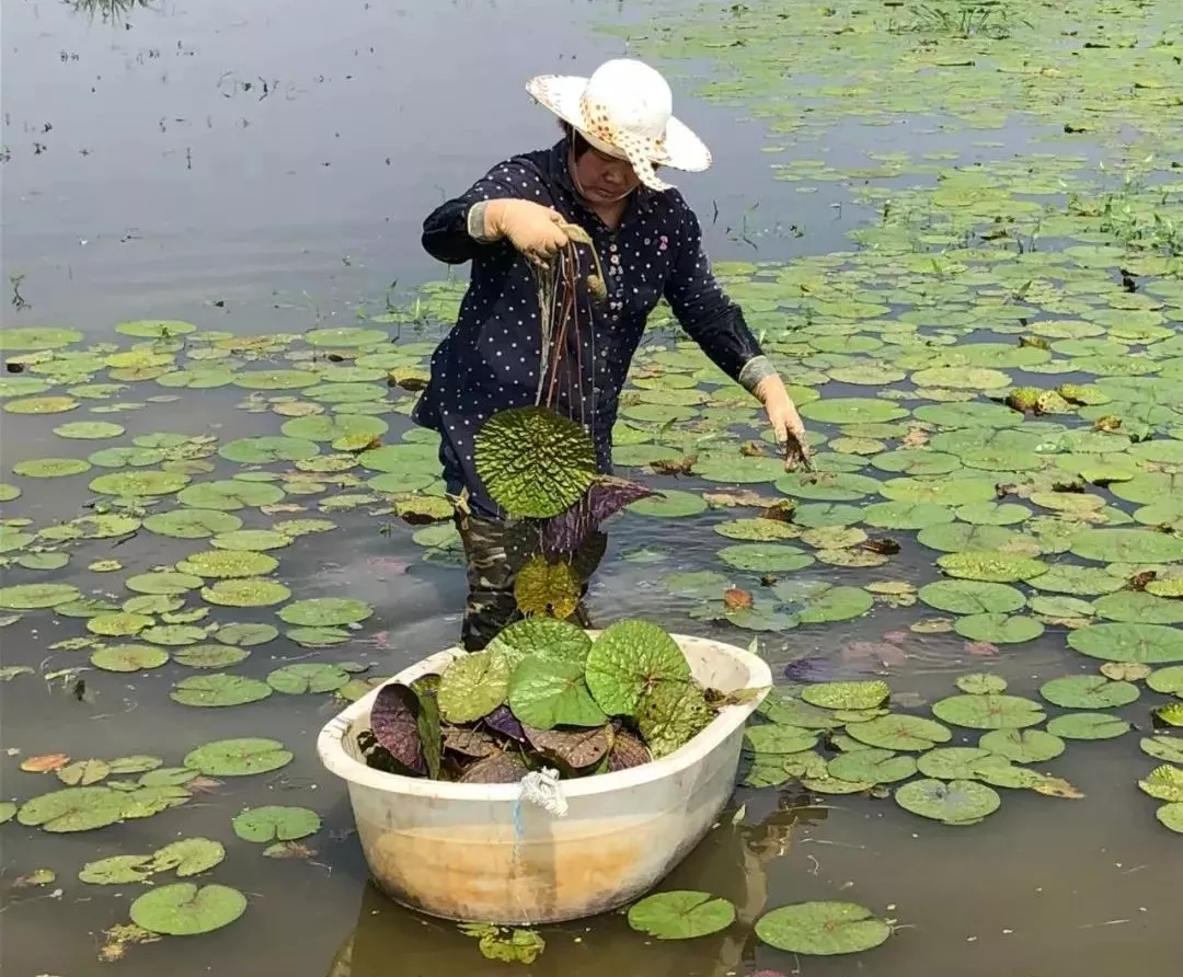 新鲜上市！1碗苏州鸡头米，水灵弹牙又软糯，错过等1年！(图12)